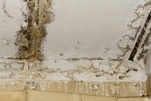 Best Residential Mold Inspection & Testing  in Lincoln Beach, OR